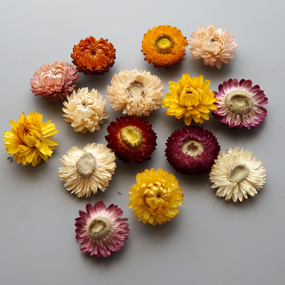 天然のドライでカラフルな菊の花輪,手作りのヘアアクセサリー, - Dried Flower Bouquet のレビューと価格