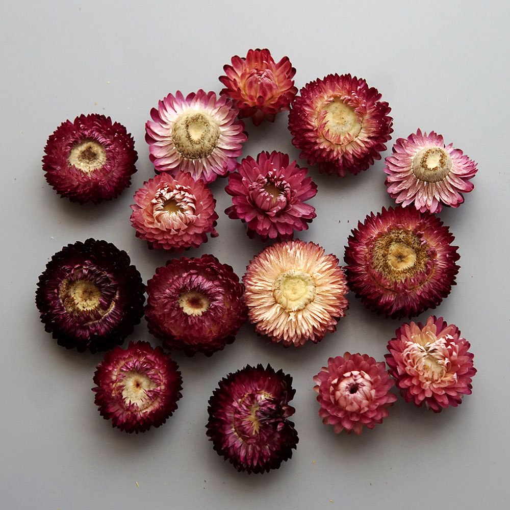 天然のドライでカラフルな菊の花輪,手作りのヘアアクセサリー, - Dried Flower Bouquet のレビューと価格