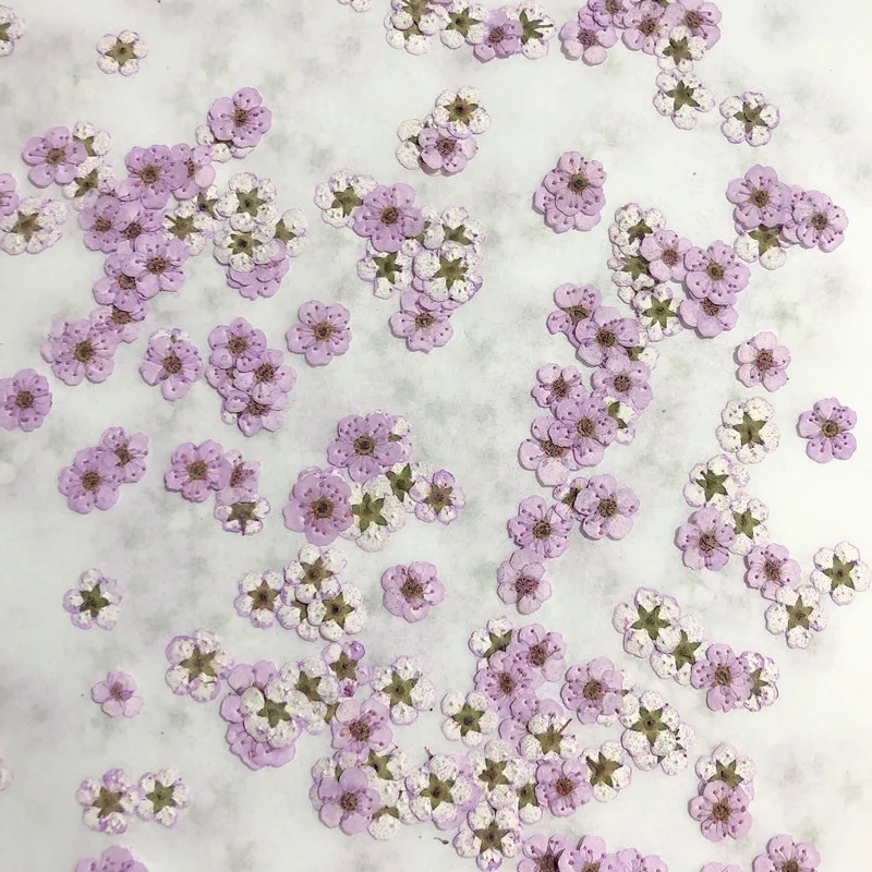 押し花ミニ水仙ドライフラワー小梅の花ネイルDIYドリップグル - Dried Flower Bouquet のレビューと価格