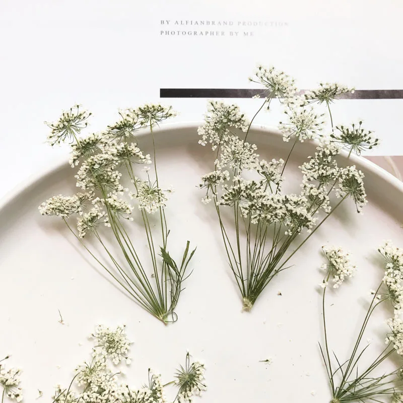 5-7cm/12個、枝付き雪の小さな花、ドライフラワーエンボ - Dried Flower Bouquet のレビューと価格