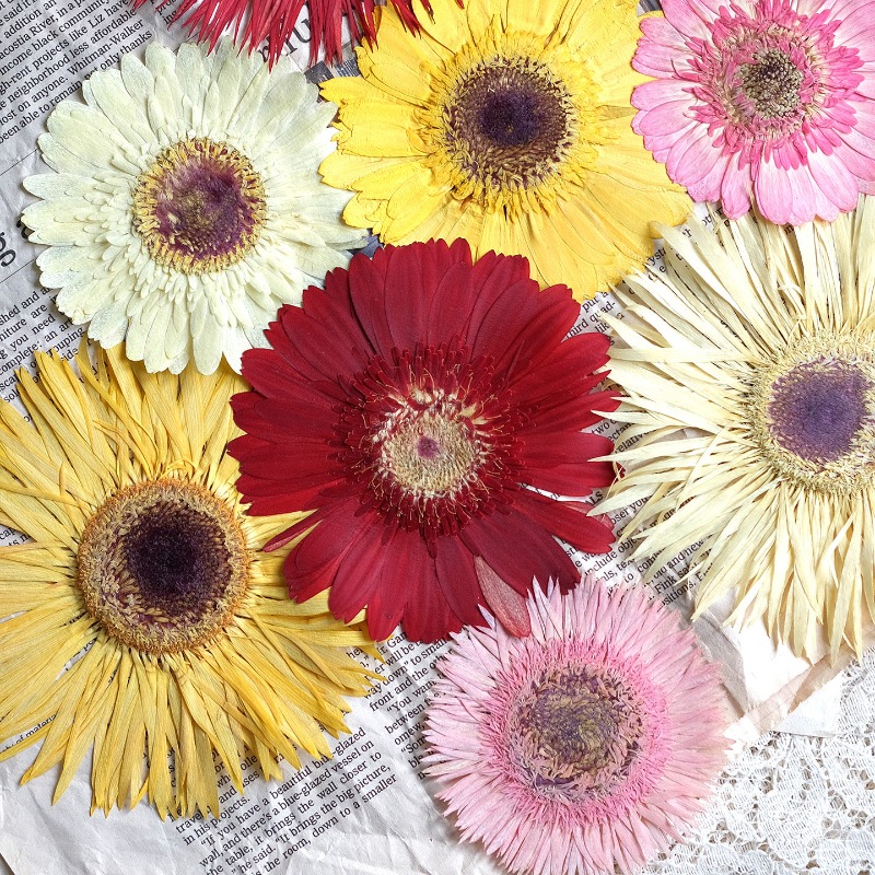 1個/7-9cm、押し花ガーベラドライフラワー、サンシャイン - Dried Flower Bouquet のレビューと価格